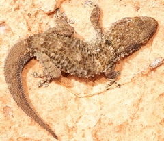 Tarentola mauritanica