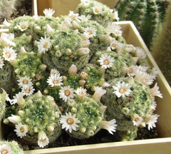 Mammillaria zeilmanniana