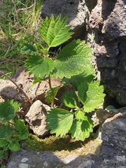 Urtica thunbergiana