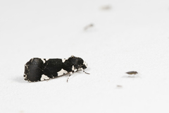 Goenycta niveiguttata