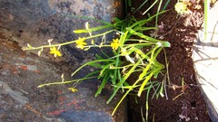 Cyanella aquatica