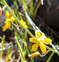 Cyanella aquatica