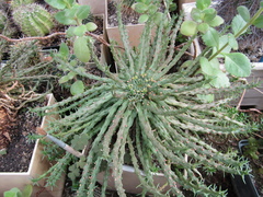 Euphorbia flanaganii