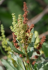 Rumex chrysocarpos