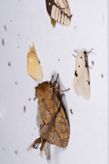 Dudusa synopla
