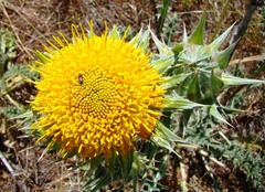 Berkheya glabrata