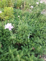 Scabiosa incisa