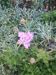 Scabiosa incisa