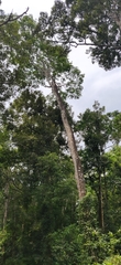 Albizia chinensis