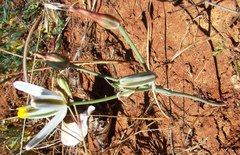 Albuca longipes