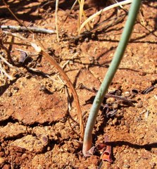 Albuca longipes