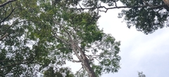Albizia chinensis