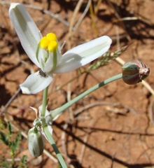 Albuca longipes