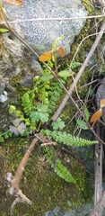 Asplenium incisum