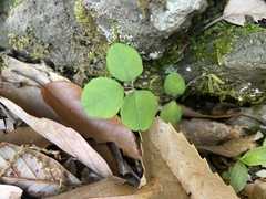 Akebia