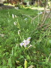 Iris japonica