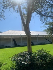 Vachellia xanthophloea