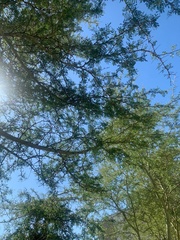 Vachellia xanthophloea