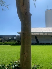 Vachellia xanthophloea