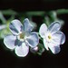 Hackelia bella - Photo (c) 1997 Dean Wm. Taylor，保留部份權利CC BY-NC-SA