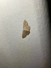 Perixera decretarioides