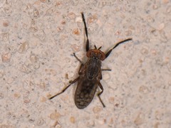 Pherbellia