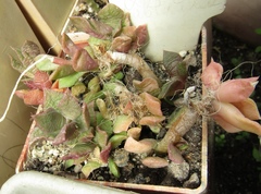 Anacampseros rufescens