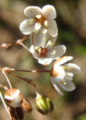 Pharnaceum aurantium