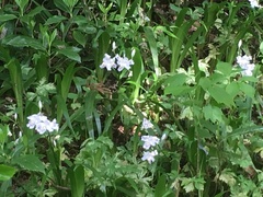 Iris japonica