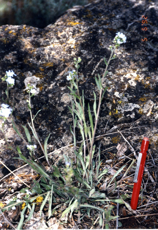 Hackelia cusickii