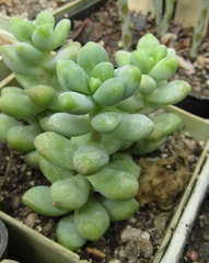 Sedum treleasei