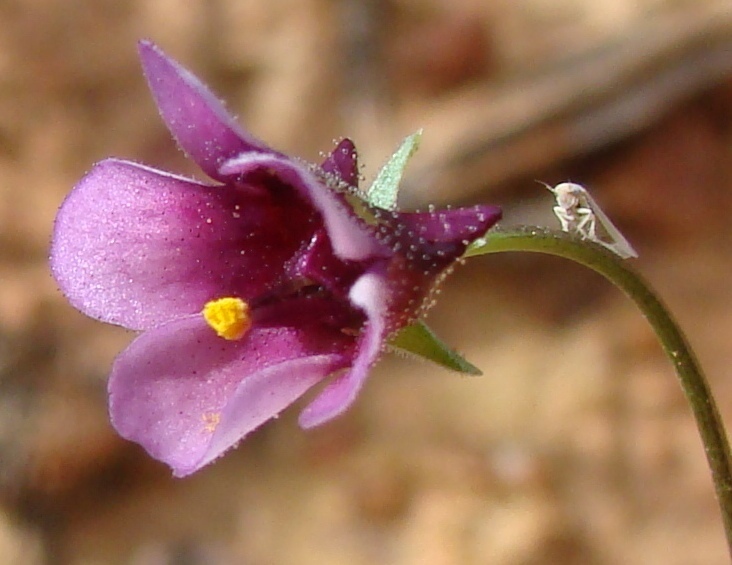 Diascia sacculata