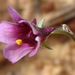 Diascia sacculata - Photo (c) Eugene Marinus, algunos derechos reservados (CC BY-NC), subido por Eugene Marinus