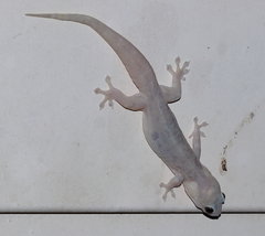Gehyra australis