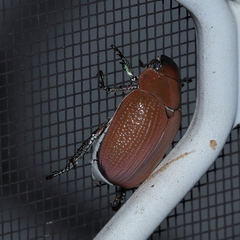 Anoplostethus roseus