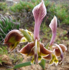 Gladiolus uysiae