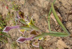 Gladiolus uysiae