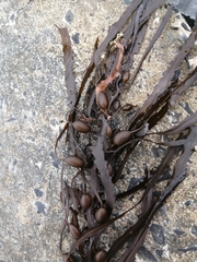 Anthophycus longifolius
