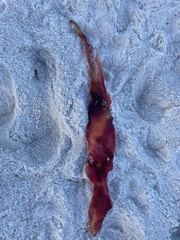Pachymenia