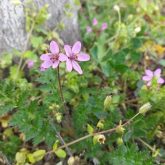 Erodium cicutarium