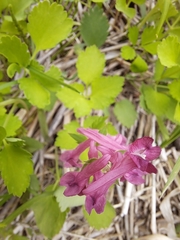 Corydalis ternata