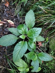 Lobelia physaloides