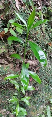 Psychotria asiatica