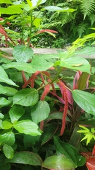 Acalypha hispida