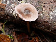 Entoloma chrysopus