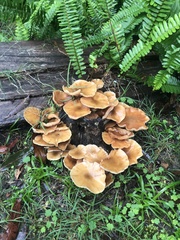 Armillaria luteobubalina