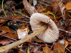Entoloma chrysopus