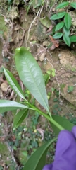 Psychotria asiatica
