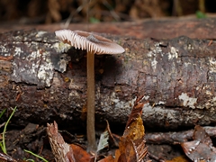 Entoloma chrysopus