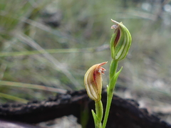 Pterostylis clivosa